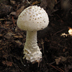 Amanita subcokeri